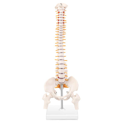 Mini Spine Anatomy Model