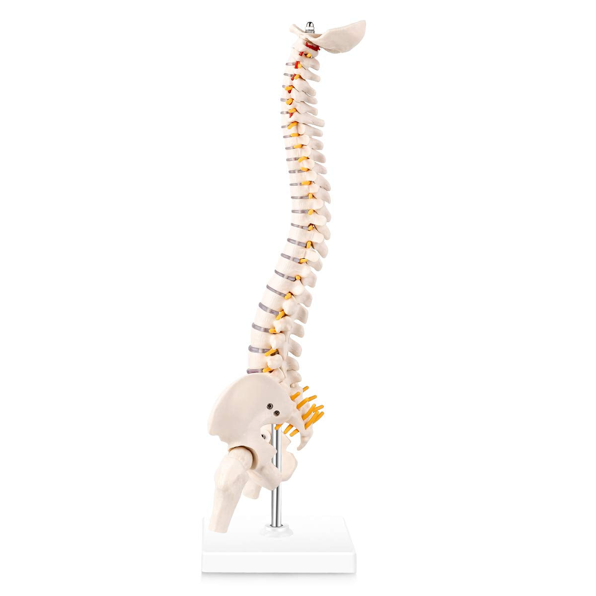 Mini Spine Anatomy Model