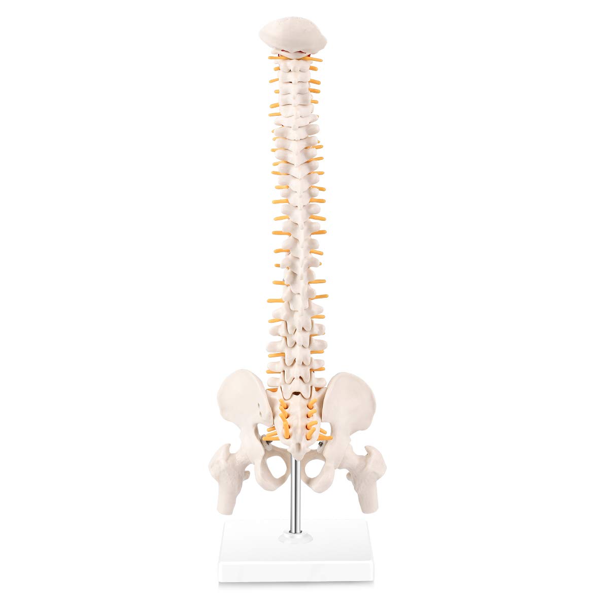 Mini Spine Anatomy Model