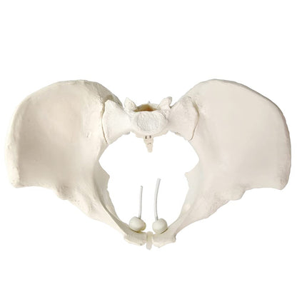 Life Size Flexible Female Pelvic