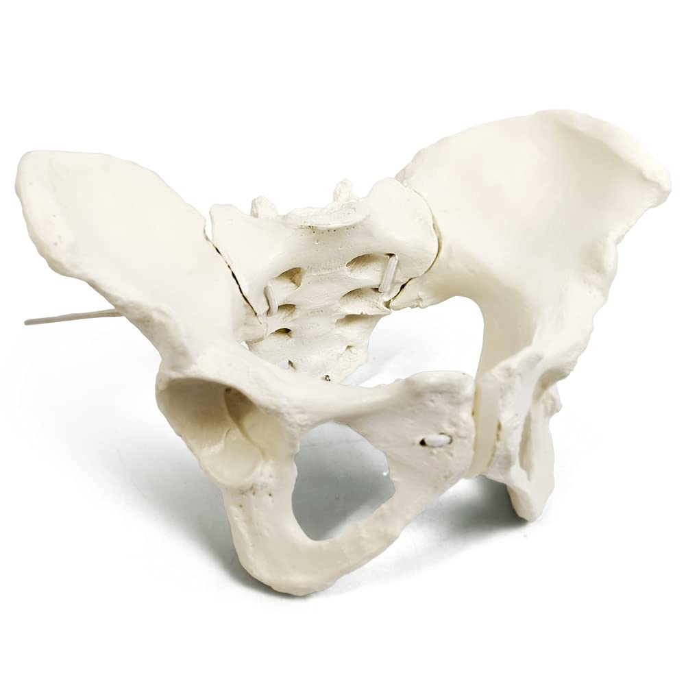 Life Size Flexible Female Pelvic