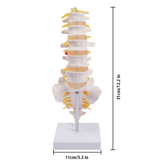 Life Size Human Lumbar Vertebrae Anatomy Model