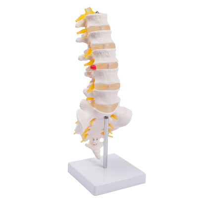 Life Size Human Lumbar Vertebrae Anatomy Model