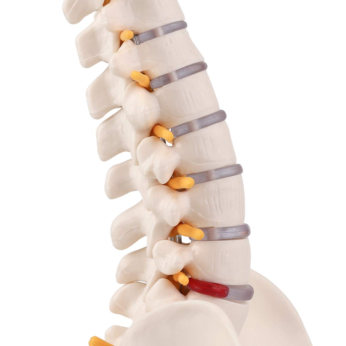 Mini Spine Anatomy Model