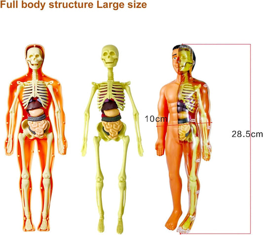 Human Body Model for Kids Anatomy Plastic DIY Skeleton Toy