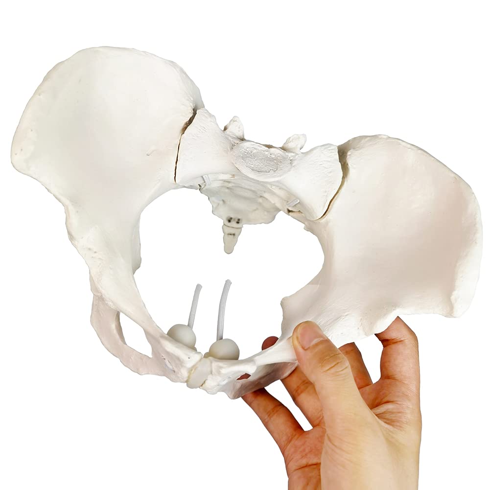 Life Size Flexible Female Pelvic