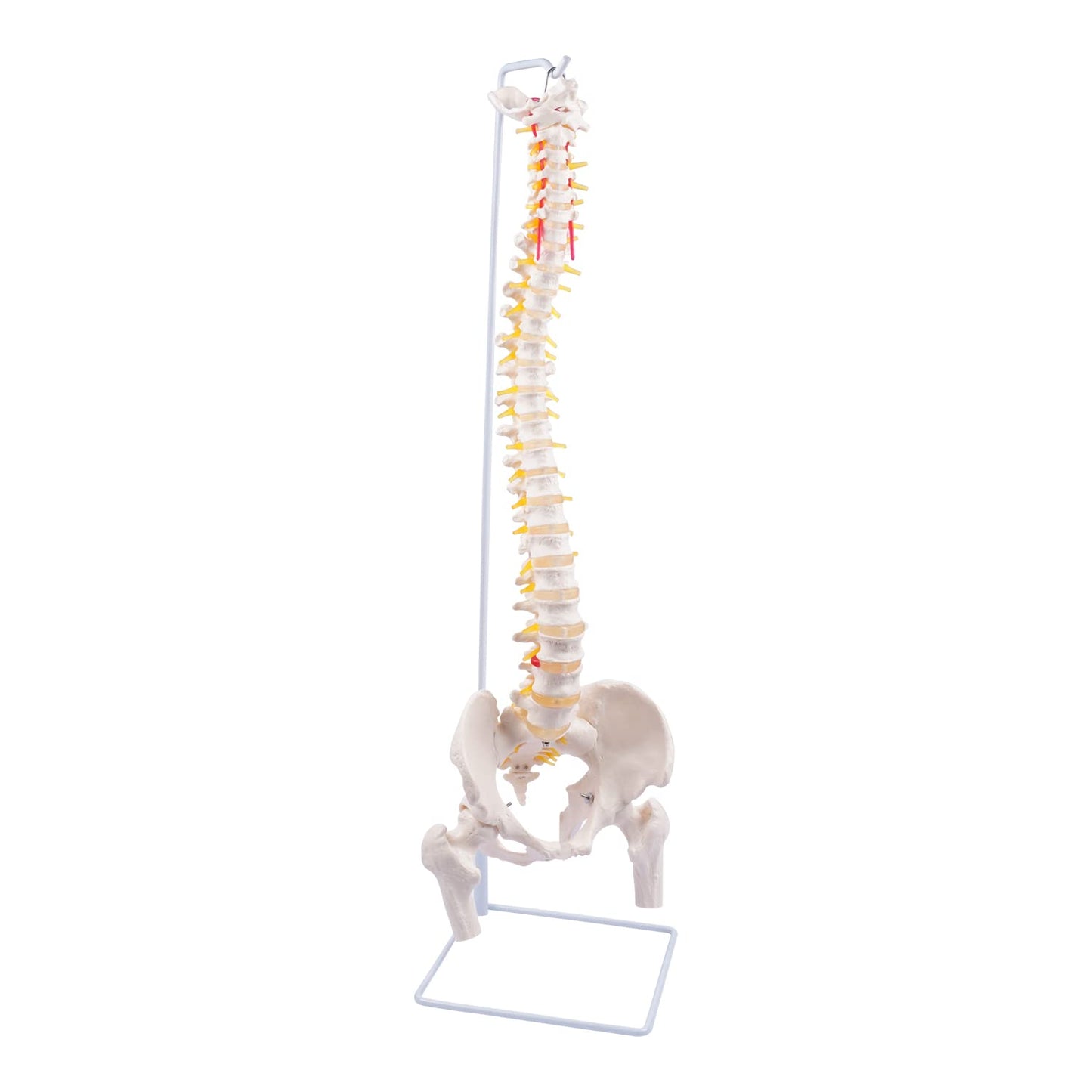 Life Size Spinal Cord Model