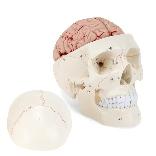 Human Skull Model with Brain