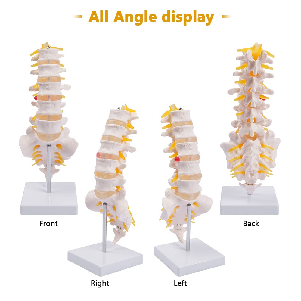 Life Size Human Lumbar Vertebrae Anatomy Model