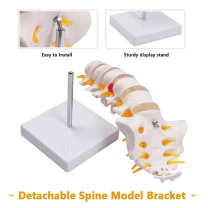 Life Size Human Lumbar Vertebrae Anatomy Model