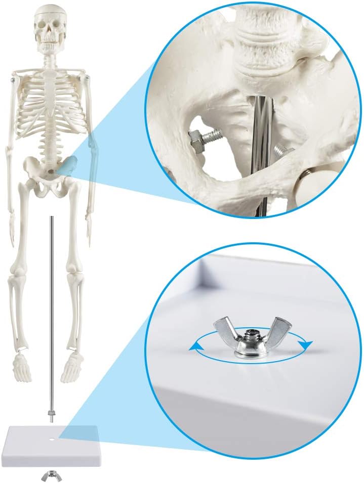 Mini Human Skeleton Model for Anatomy