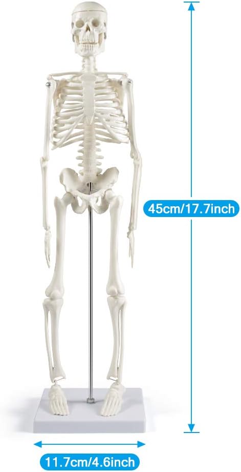 Mini Human Skeleton Model for Anatomy