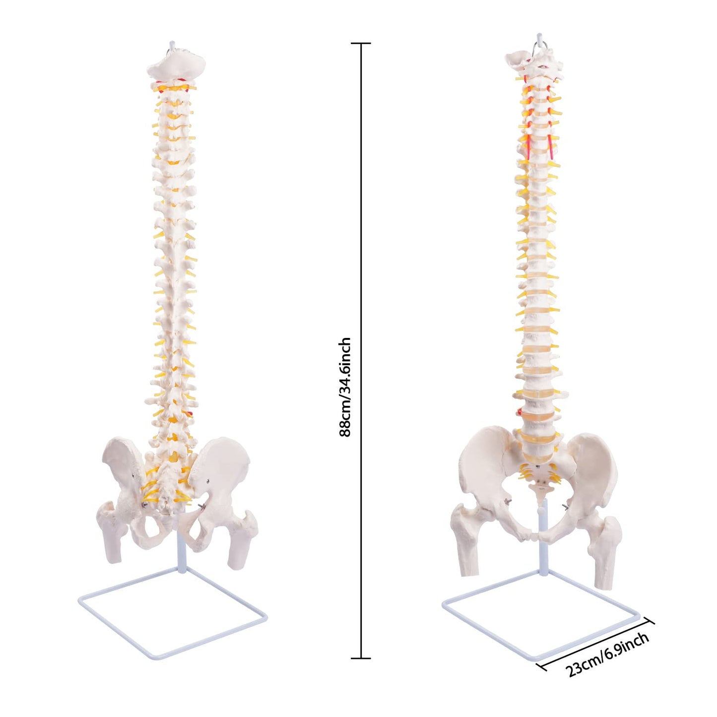 Life Size Spinal Cord Model