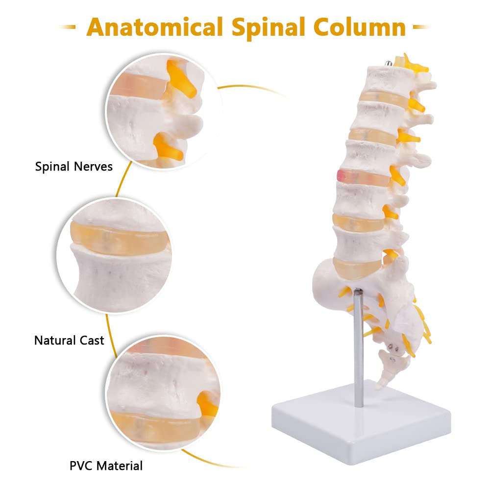 Life Size Human Lumbar Vertebrae Anatomy Model