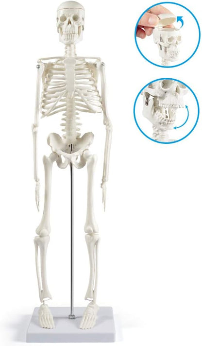 Mini Human Skeleton Model for Anatomy