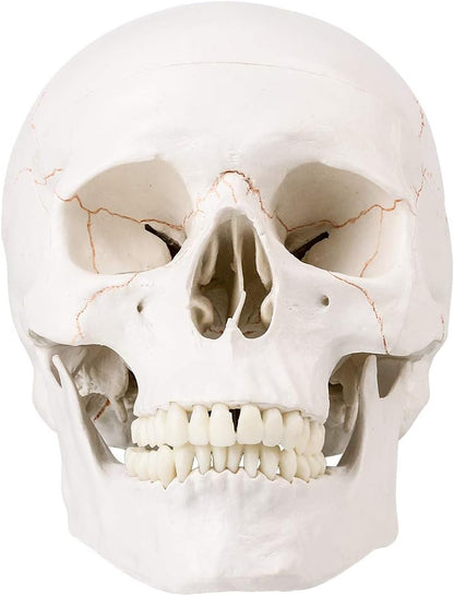 Life Size Human Skull Head