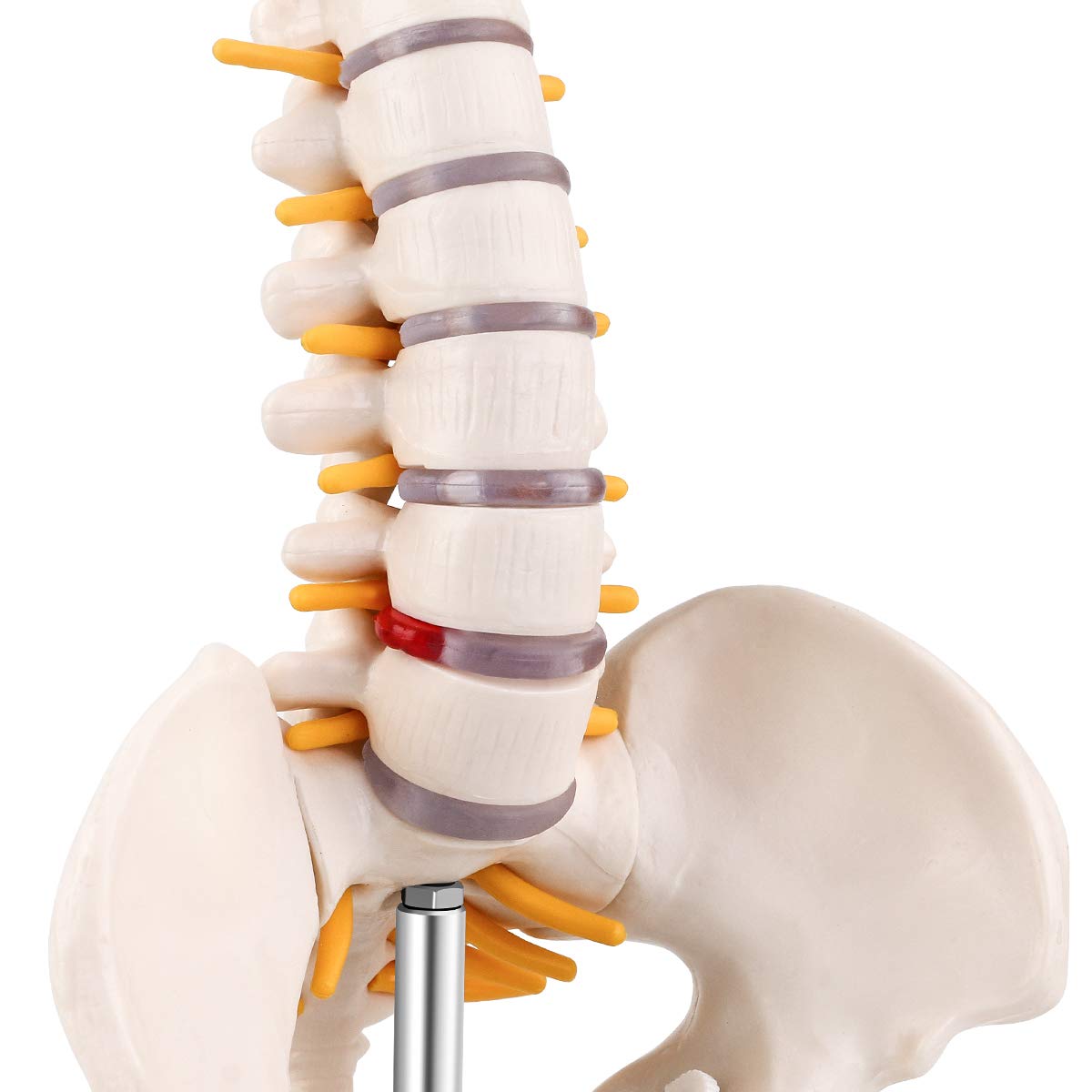 Mini Spine Anatomy Model