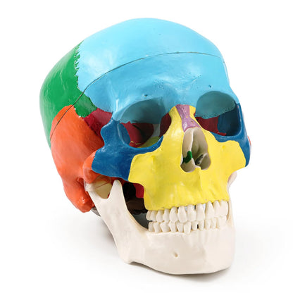 Life-Size Human Skull and Brain Model