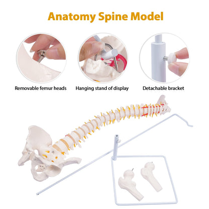 Life Size Spinal Cord Model