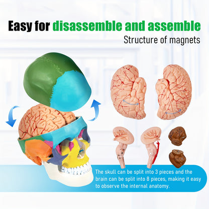 Life-Size Human Skull and Brain Model