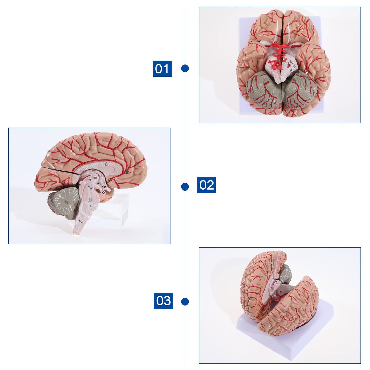 Human Skull Model for Learning (Brain Model)