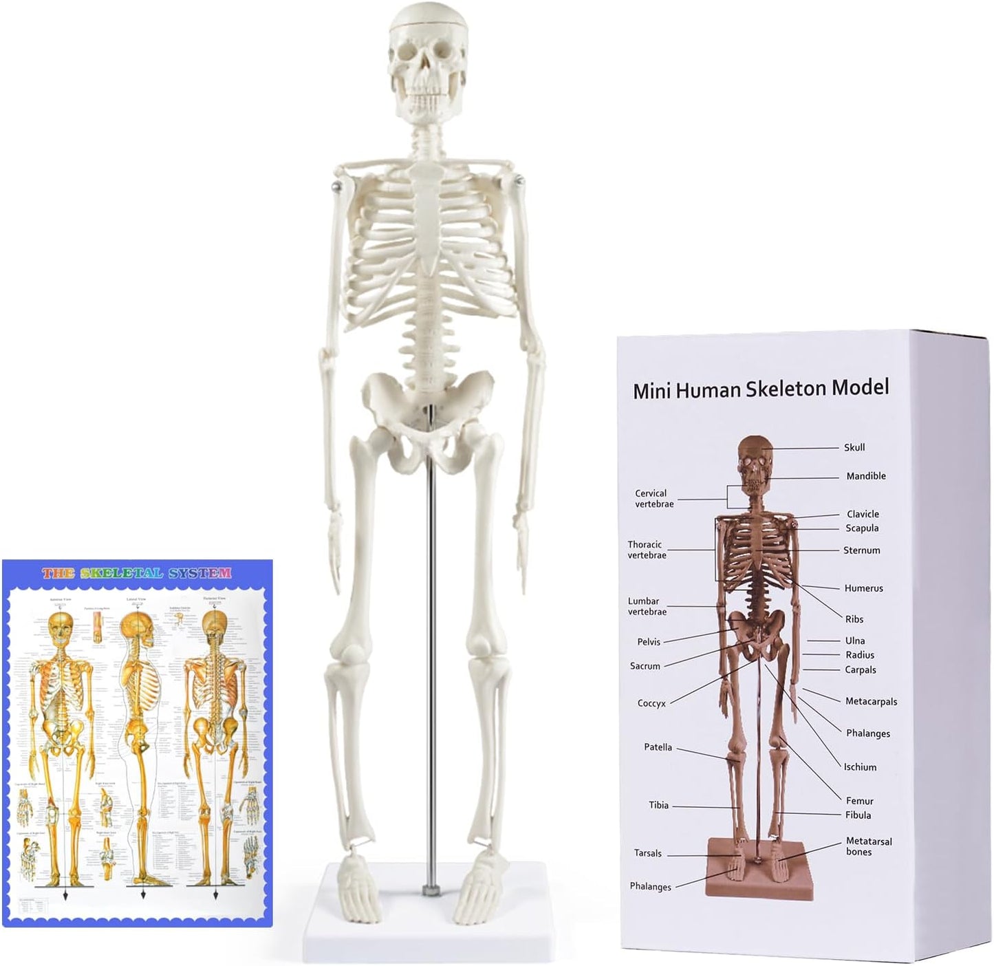 Mini Human Skeleton Model for Anatomy