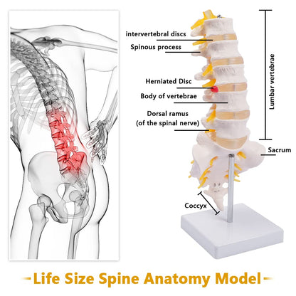 Life Size Human Lumbar Vertebrae Anatomy Model