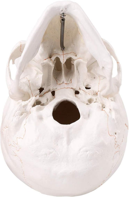 Life Size Human Skull Head