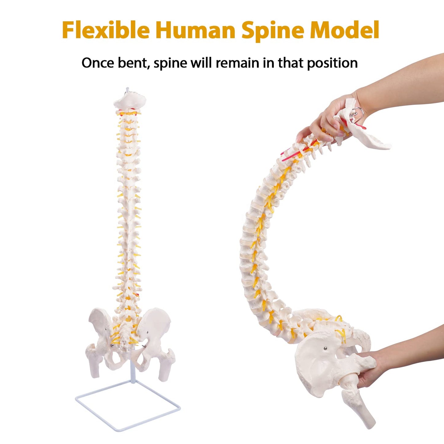 Life Size Spinal Cord Model