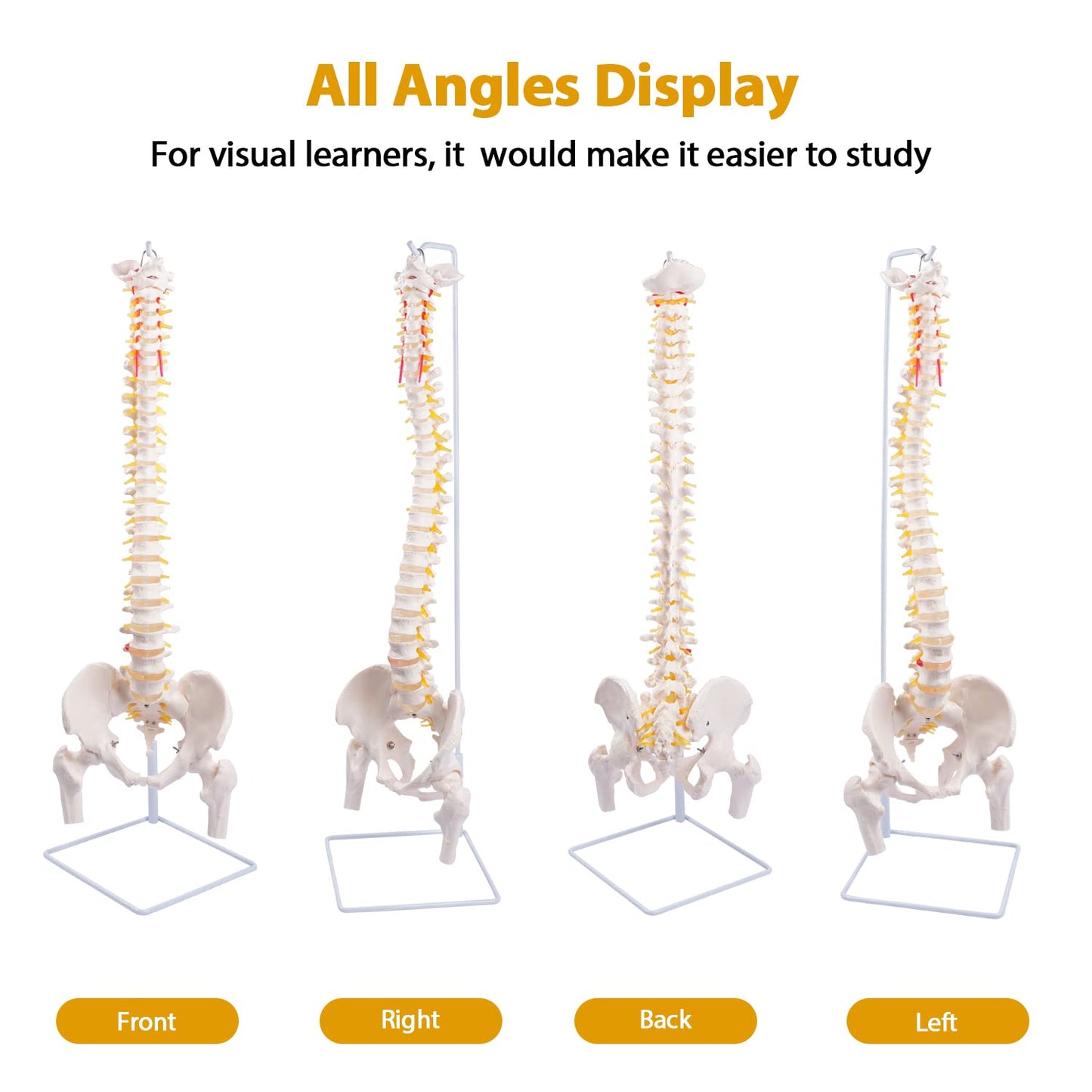 Life Size Spinal Cord Model