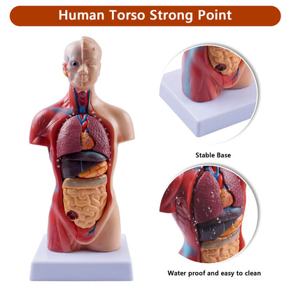 Human Body Model