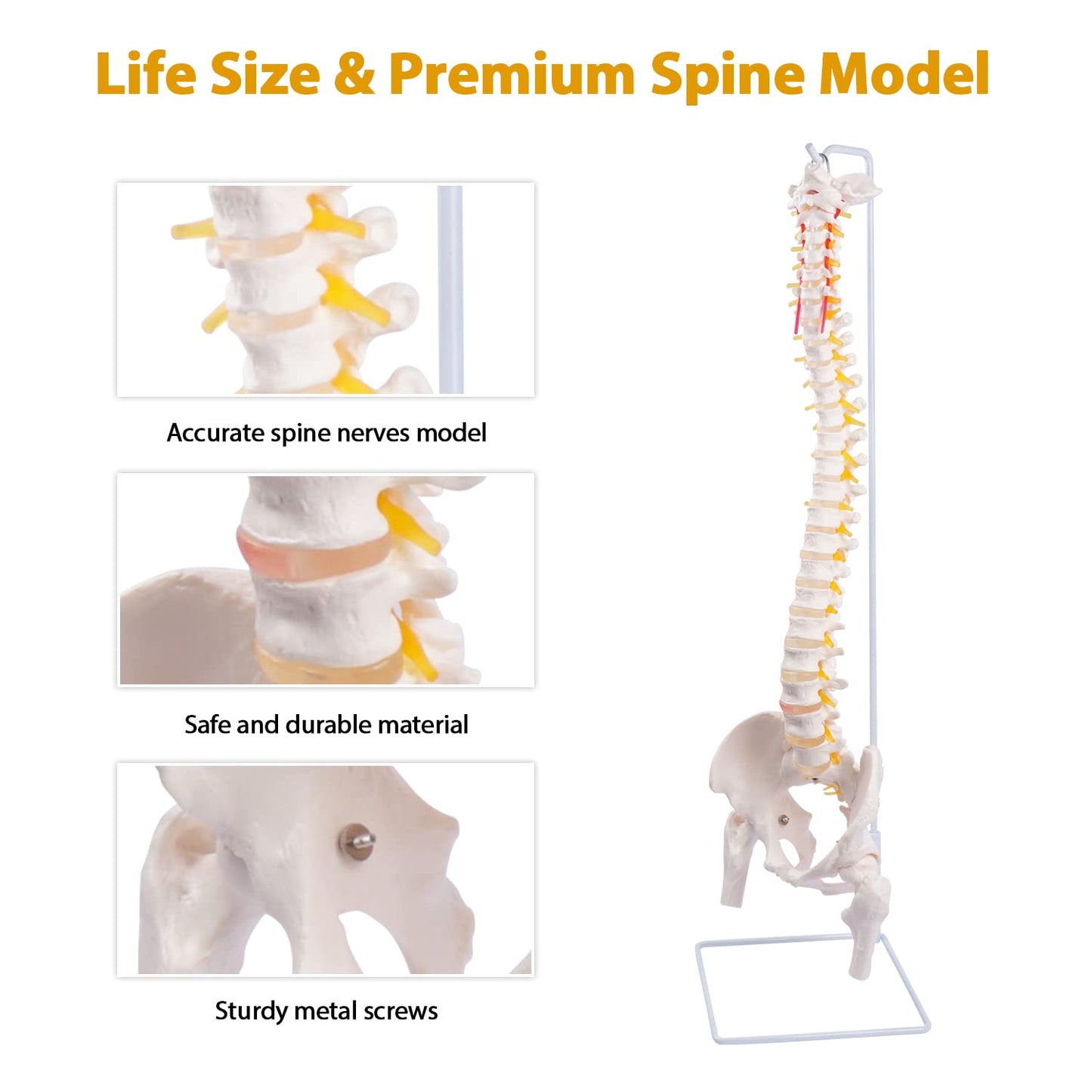 Life Size Spinal Cord Model