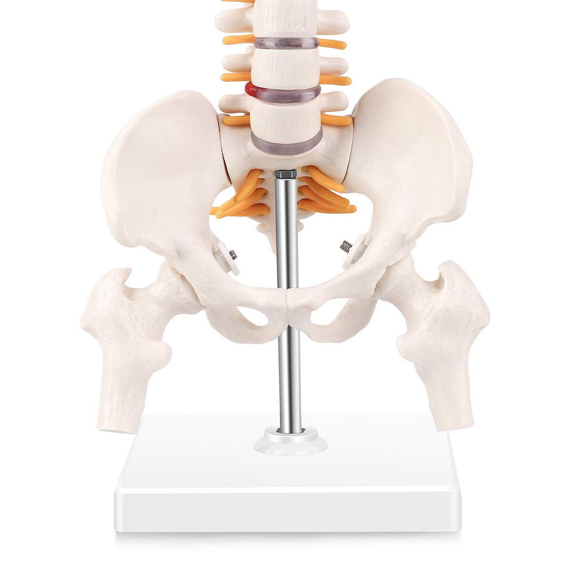 Mini Spine Anatomy Model