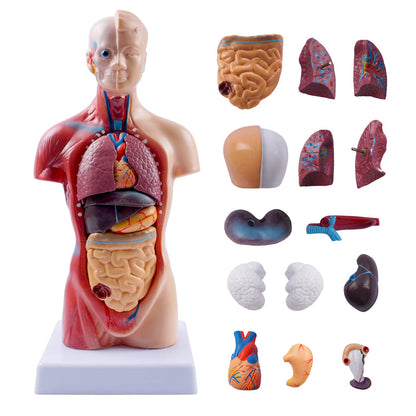 Human Body Model