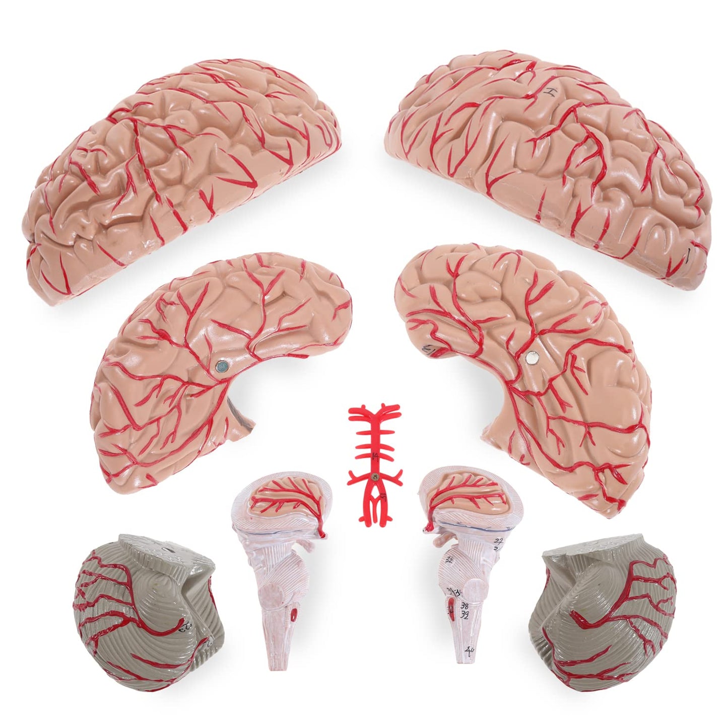 Human Skull Model for Learning (Brain Model)