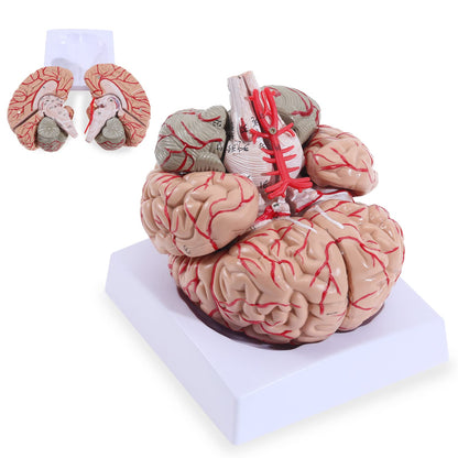 Human Skull Model for Learning (Brain Model)