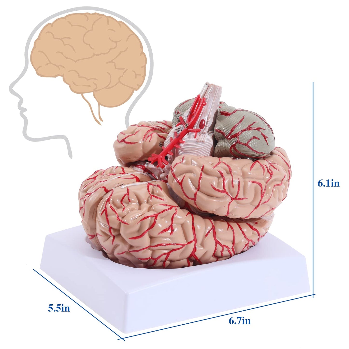 Human Skull Model for Learning (Brain Model)