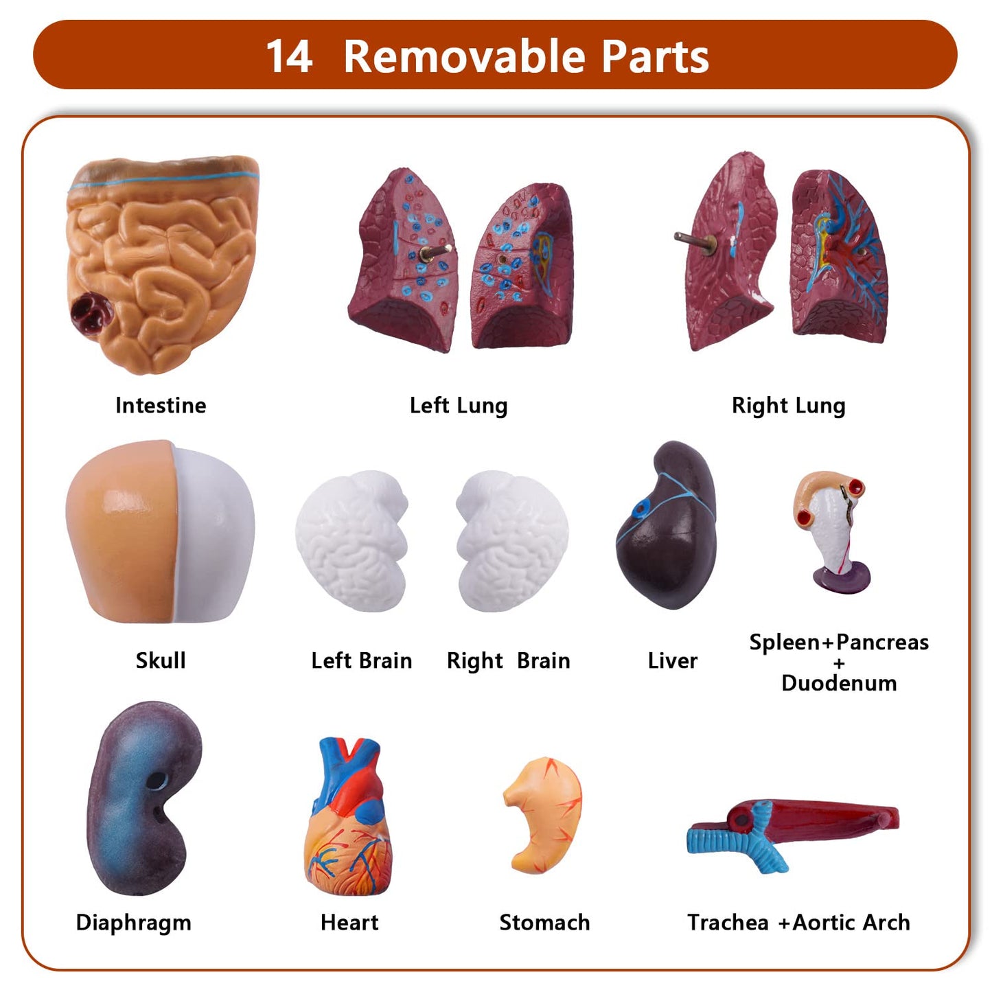 Human Body Model