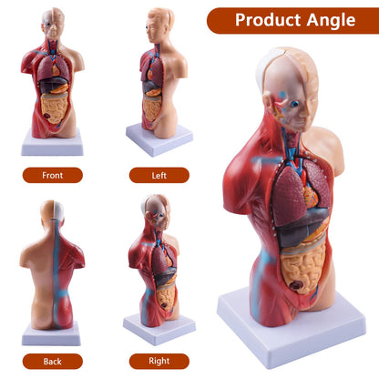 Human Body Model