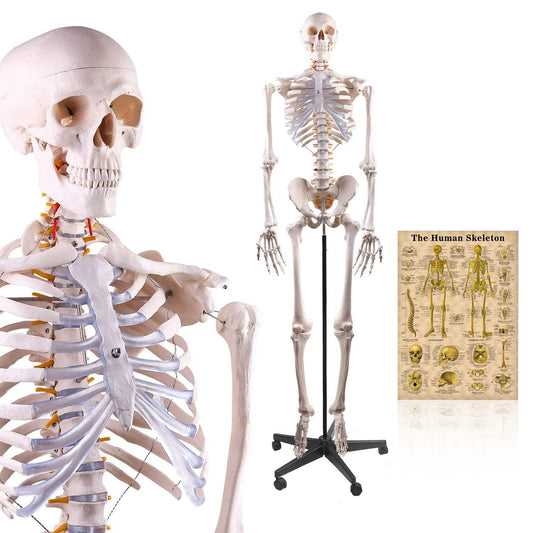 Human Skeleton Model, Medical Anatomical Skeleton Life Size 70.8 inches