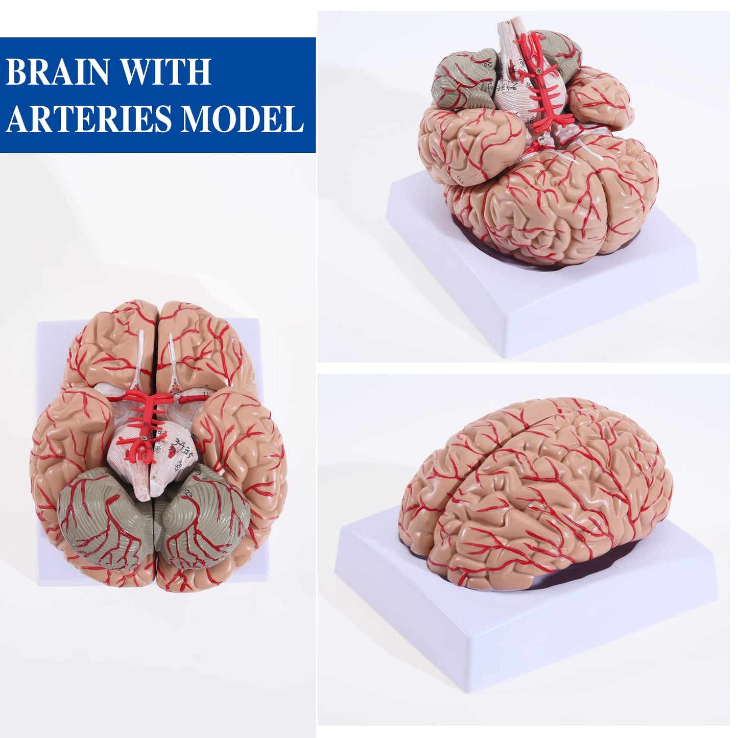 Human Skull Model for Learning (Brain Model)