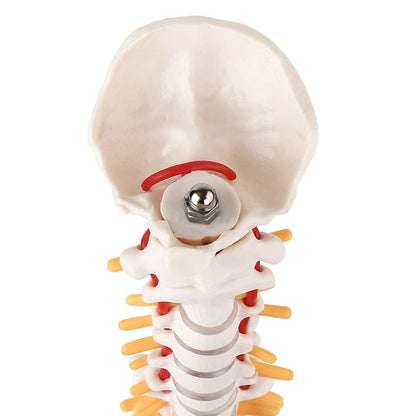 Mini Spine Anatomy Model