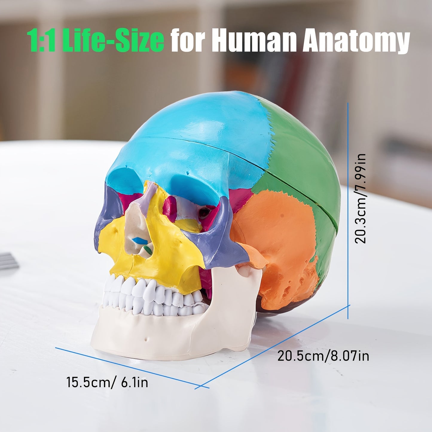 Life-Size Human Skull and Brain Model