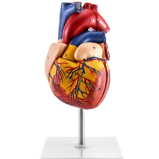 Life-size Heart Model with 34 Anatomical Structures