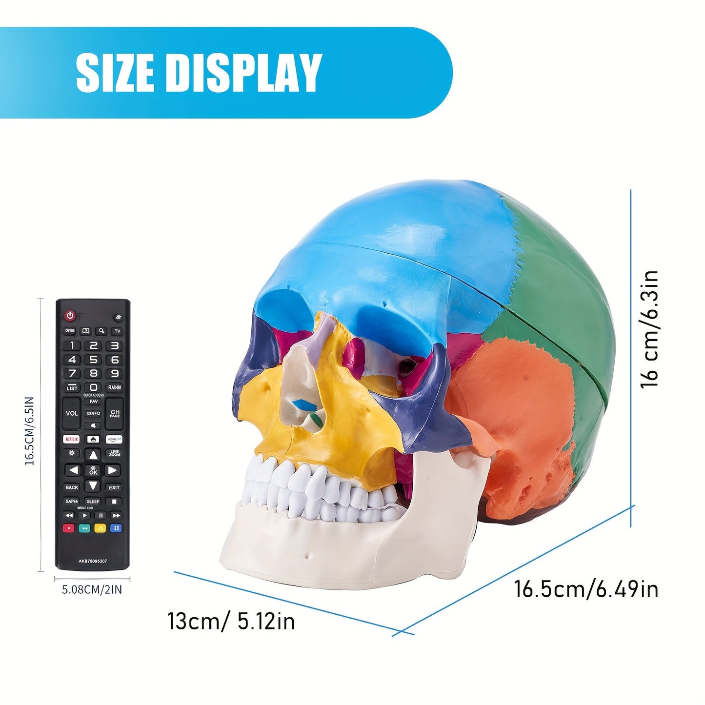 Life-Size Human Skull and Brain Model